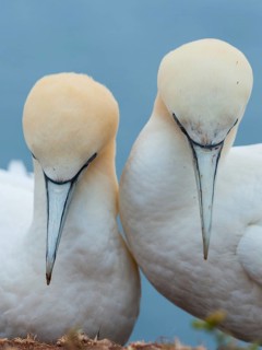 Northern Gannet (Morus bassanus) pair, Schleswig-Holstein, Germany