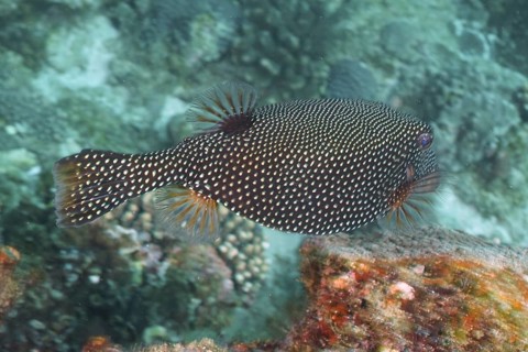 Guinea fowl pufferfish (Arothron meleagris)