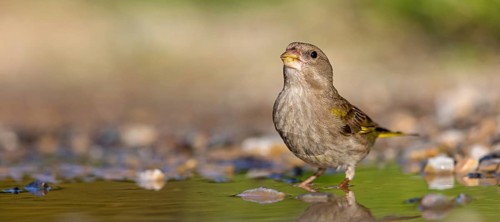 Greenfinch (Chloris chloris) Family of sparrows, male Lesbos, Greece