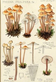 Mushroom, fungi, Mycena prolifera, authentic reproduction of an illustration by Hans Walty