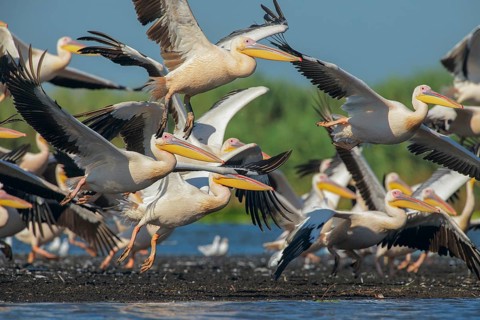 Great White Pelican (Pelecanus onocrotalus) group taking flight, Danube-Delta, Romania