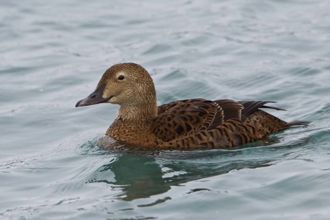King Eider (Somateria spectabilis) female, Varanger, Norway