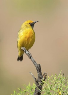 Orange Chat (Epthianura aurifrons) male, Northern Territory, Australia