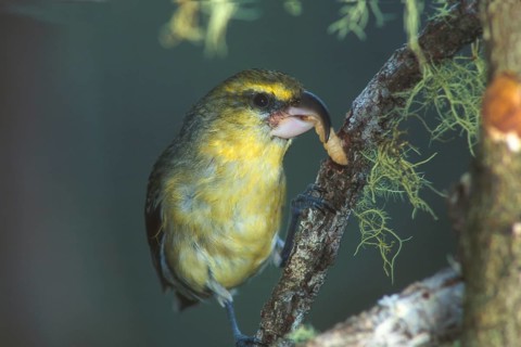 Maui Parrotbill, Pseudonestor xanthophrys, Endangered, Hawaiian Honeycreeper