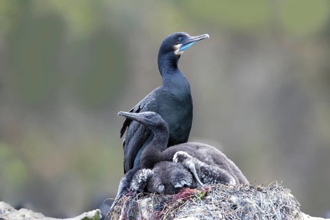 Brandt's Cormorant Phalacrocorax penicillatus Moss Landing, California, United States 24 June Adult