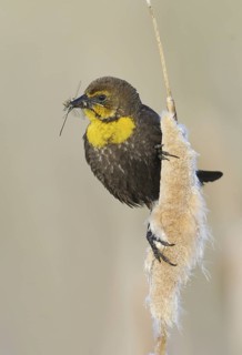 Yellow-headed Blackbird (Xanthocephalus xanthocephalus) female, Alberta, Canada