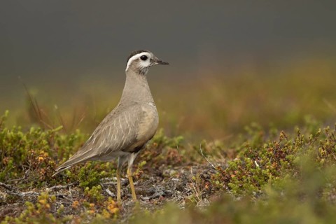 Eurasian Dotterel (Charadrius morinellus) male, Norway