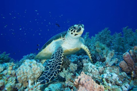 Hawksbill sea turtle (Eretmochelys imbricata)
