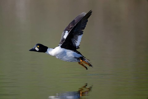Common Goldeneye (Bucephala clangula) male flying, Saxony, Germany