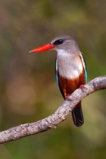 Grey-headed Kingfisher, Grey-headed Kingfisher, Tendaba camp / Tendaba photo hid, Kwinella, South
