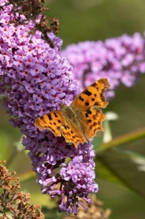 Comma butterfly (Polygonia c-album) adult insect feeding on a garden Buddleia plant purple flowers