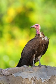 Hooded Vulture, CNecrosysrtes monachus), family of goshawks, Brufut woods, Brufut, South Bank,