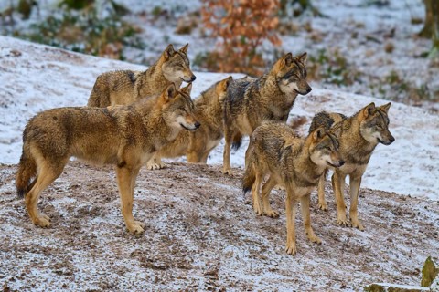 Six wolves standing on a snow hill and observing the surroundings, Winter, Wolf (Canis lupus),
