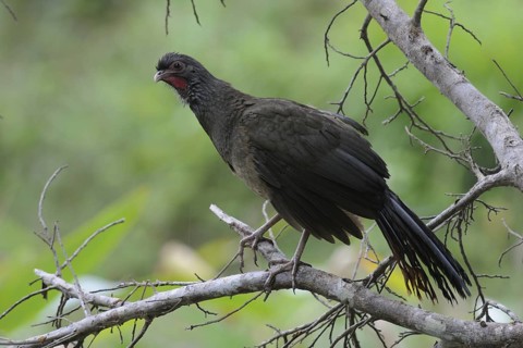 Chaco Chachalaca (Ortalis canicollis pantanalensis), Pantanal, Brazil