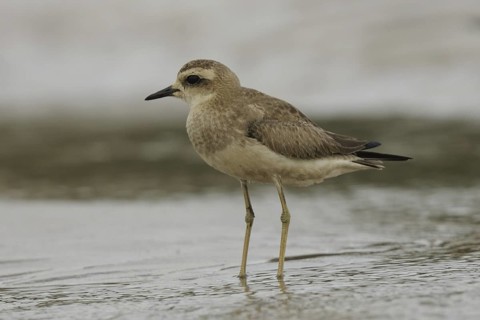 Caspian Plover (Charadrius asiaticus), Goa, India