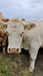A curious white cow (bos taurus) looks at a pasture at close range, Franconian Forest nature park