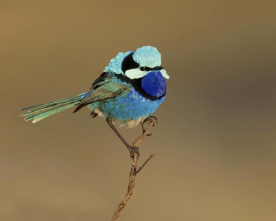 Splendid Fairywren (Malurus splendens callainus) male, Australia