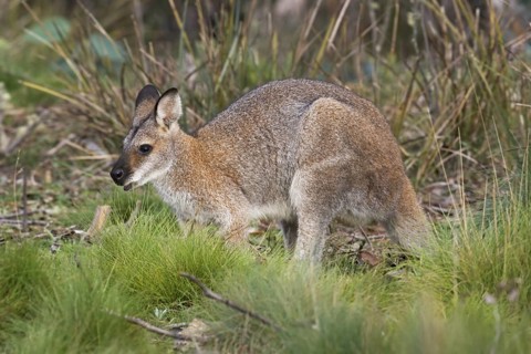 Red-necked Wallaby (Macropus rufogriseus), Australian Capital Territory, Australia