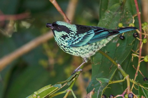Beryl-spangled Tanager (Tangara nigroviridis) perched on a branch in Manu National Park, Peru