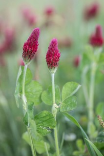 Incarnate clover (Trifolium incarnatum), Emsland, Lower Saxony, Germany