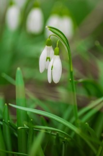 Nature photograph of a single snowdrop (Galanthus), in diffuse light, Neustadt am Rübenberge, Lower