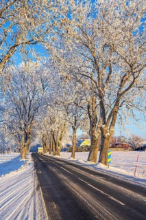 Tree Lined snowy country road with rime frost on the trees a sunny cold winter day in the