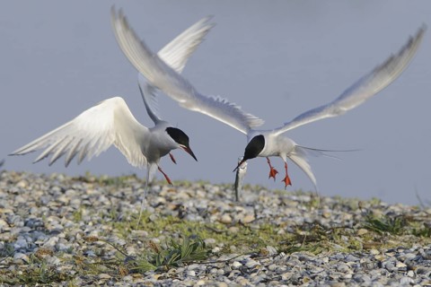 Common Tern (Sterna hirundo) flying, Texel, Netherlands