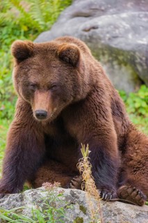 A young male Eurasian brown bear (Ursus arctos arctos) sits on a meadow behind some vegetation
