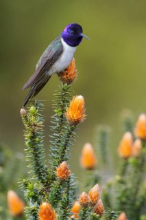 Ecuadorian Hillstar (Oreotrochilus chimborazo) perched on a flower in Ecuador
