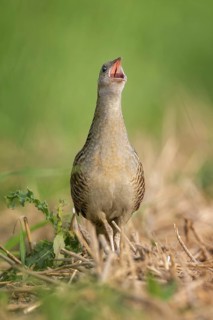 Corn Crake (Crex crex) calling, Saxony-Anhalt, Germany