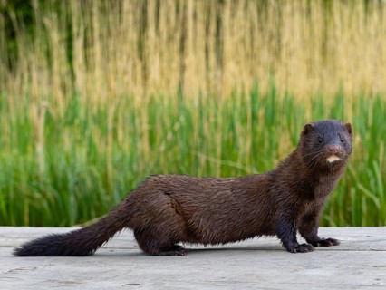 A mink looks interested