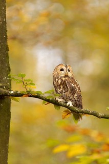 Tawny Owl (Strix aluco) captive, Baden-Wuerttemberg, Germany