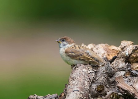 Eurasian Tree Sparrow (Passer montanus) juvenile, Bulgaria
