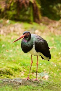 Black stork (Ciconia nigra) standing in a forest in spring, Bavaria, Germany