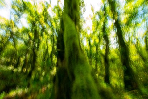 This image captures the beauty of a dense, lush forest in a blurred motion effect, emphasizing