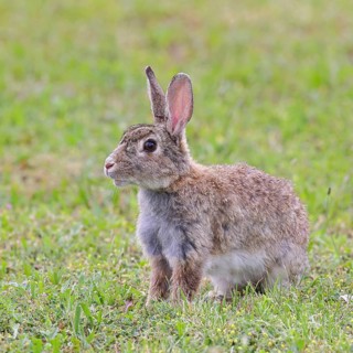 Wild rabbit (Oryctolagus cuniculus), sitting in a meadow, adult, alert, wildlife, animals, rodent,