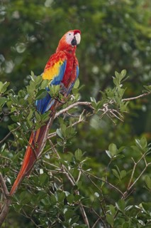 Scarlet Macaw (Ara macao), Costa Rica