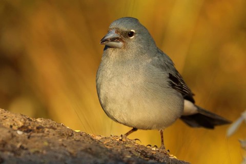 Blue Chaffinch (Fringilla teydea) male at feeder, Tenerife, Spain