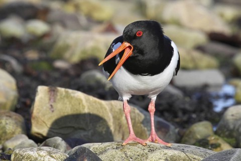 Eurasian Oystercatcher (Haematopus ostralegus) calling, Varanger, Norway
