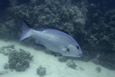 Double-spotted snapper (Lutjanus bohar)