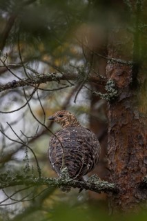 The capercaillie (Tetrao urogallus) seeks shelter from rain and predators in a dense coniferous