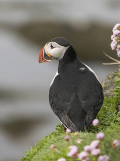 Atlantic Puffin (Fratercula arctica), Látrabjarg, Iceland