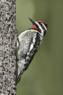 Yellow-bellied Sapsucker (Sphyrapicus varius) male, Maine, USA