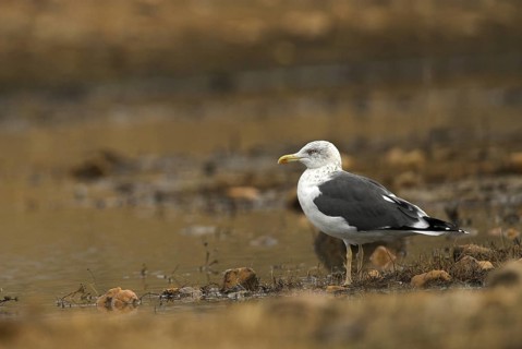 Lesser Black-backed Gull (Larus fuscus), Madrid, Spain