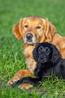 Golden retriever and black flat-coated retriever, cute 9-week-old puppy in field, gundog, hunting