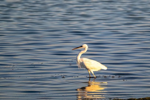 Great White Egret (Ardea alba) foraging in the water, Oman