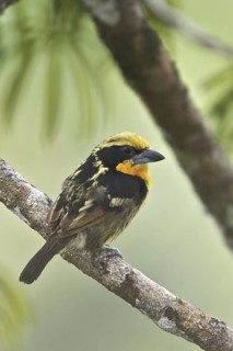 Gilded Barbet (Capito auratus), Ecuador