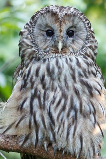 Ural Owl (Strix uralensis), Bavaria, Germany