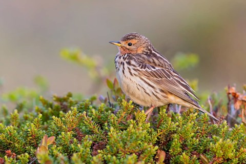 Rotkehlpieper, Red-throated Pipit, Anthus cervinus, Pipit à gorge rousse, Bisbita Gorgirrojo