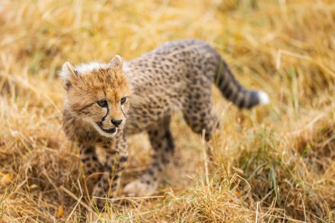Cheetah (Acinonyx jubatus) youngster walking on a meadow, captive, occurrence Africa